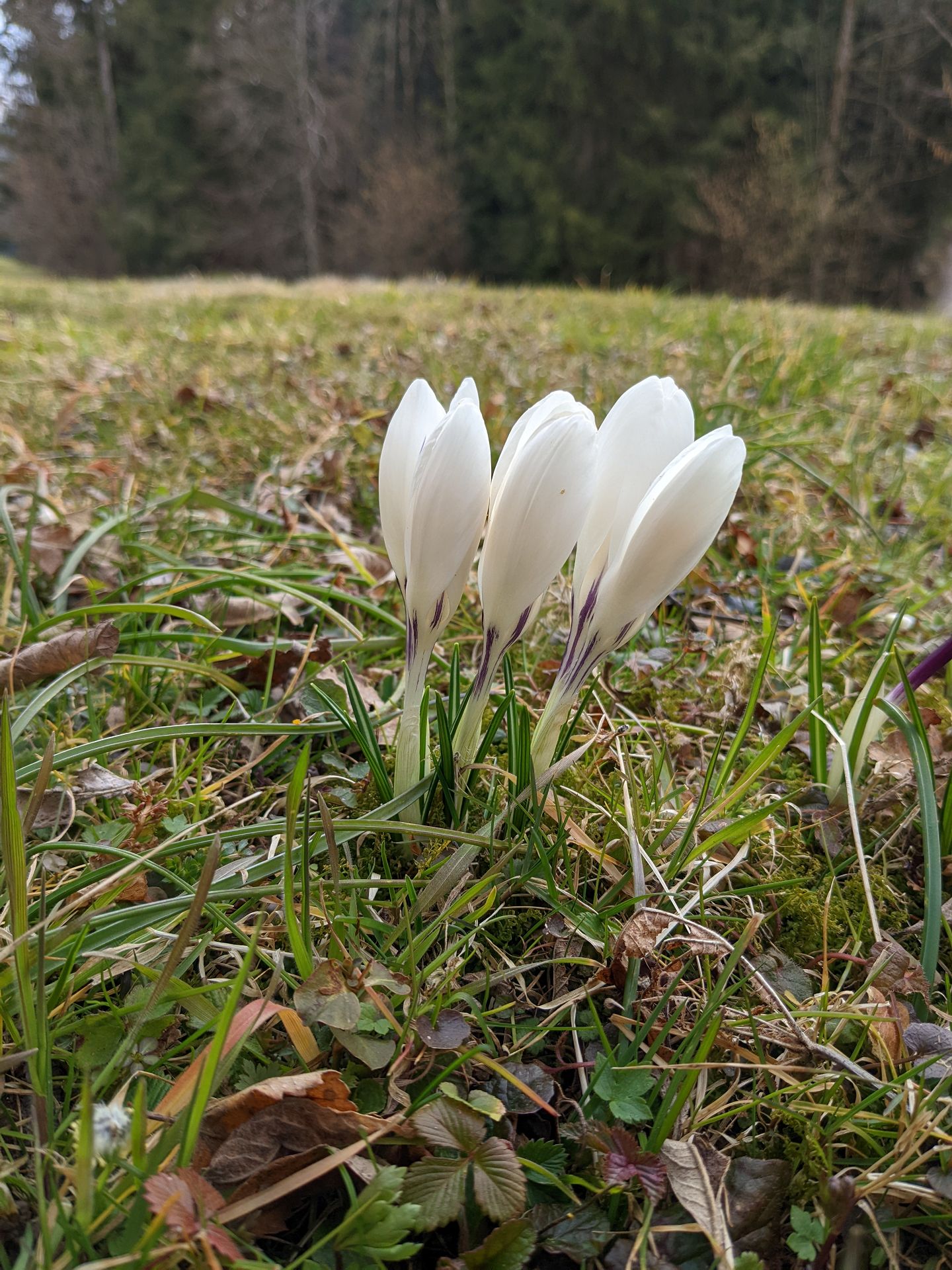 erste Frühlingsboten