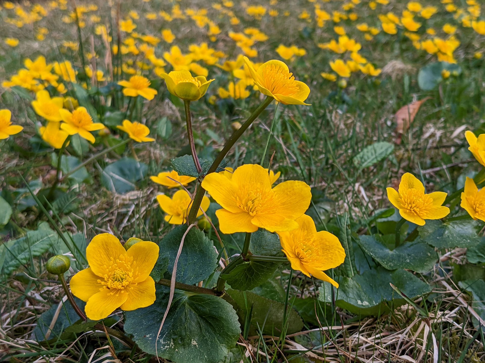 sie hatten ihre Köpfe gegen die Sonne gerichtet