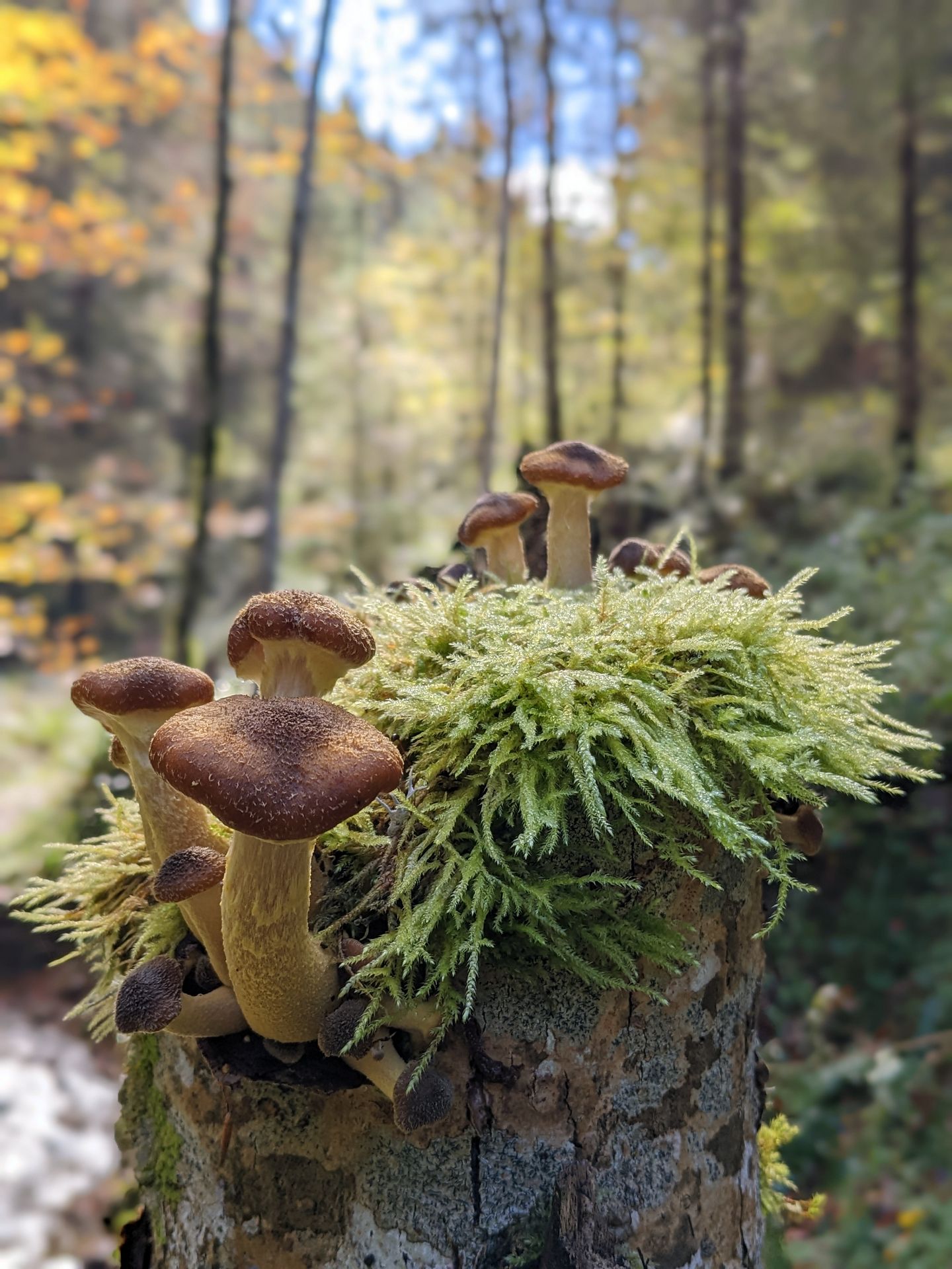 Herbstboten